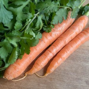  SIBO Diets Archives - SIBO Center